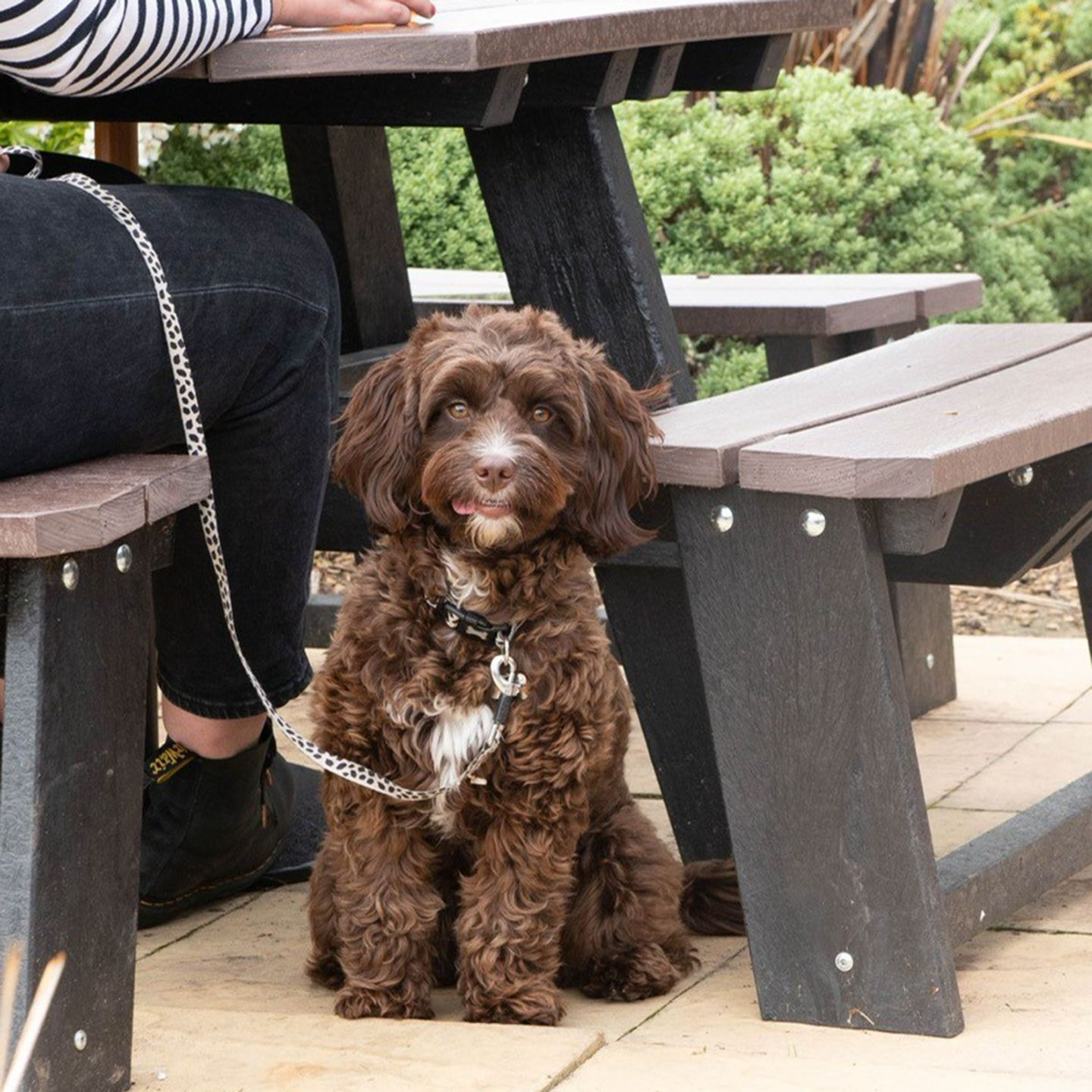 Your local dog friendly pub in Wincanton